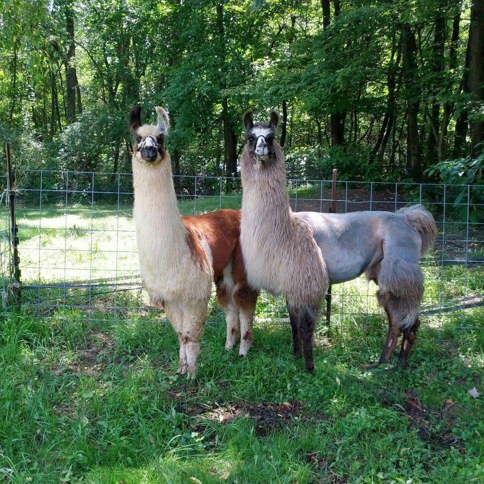 Appalachian Hills Farm Appalachian Hills Farm
